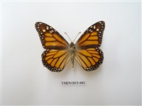 藏品(黑脈樺斑蝶)的圖片